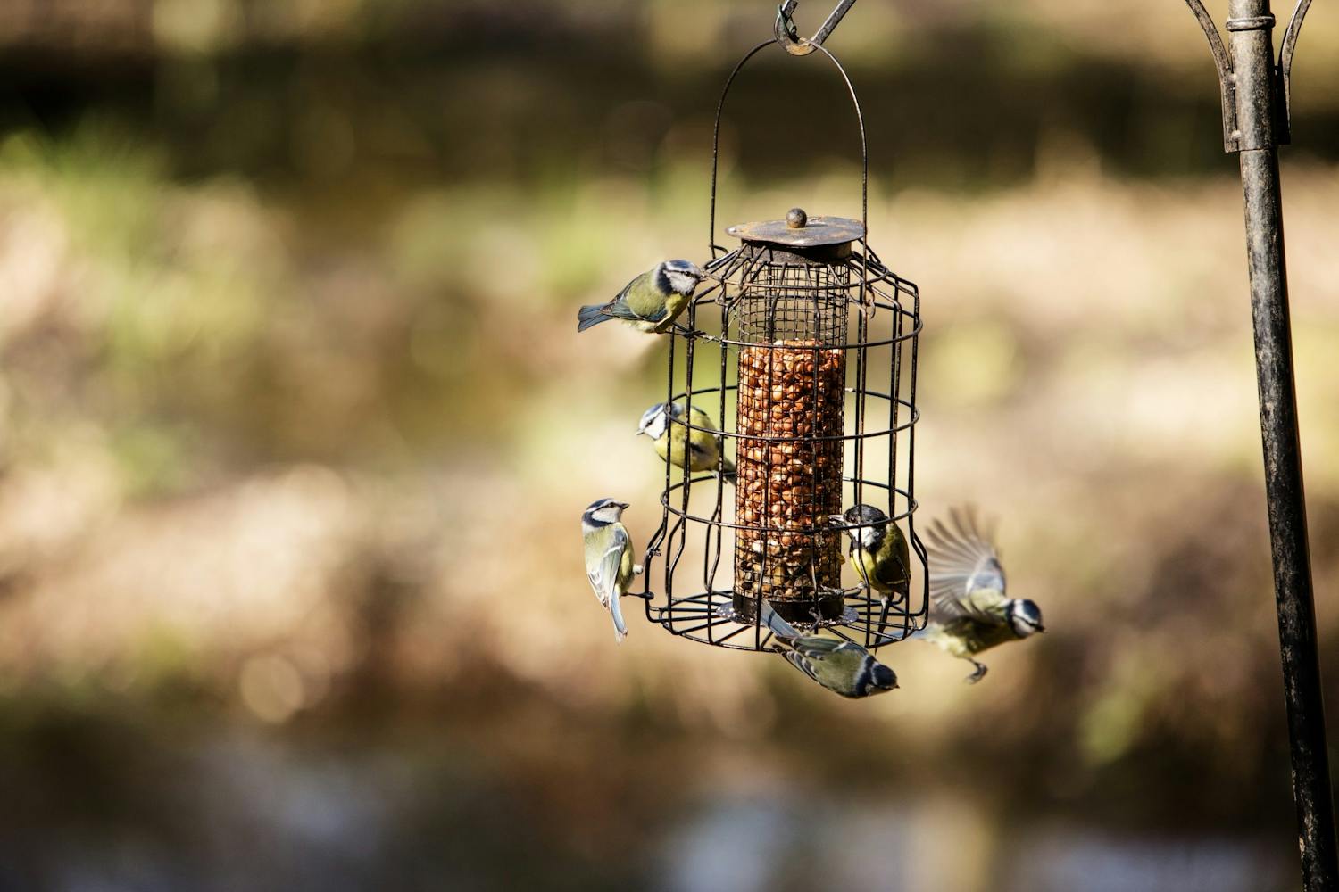 shutterstock 212854582 HWutYrY kJSpKz Sinitiaisia ruokkimisteline